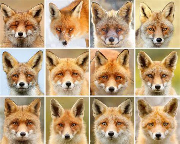 48. Faces of Foxes Roeselien Raimond Nature Photography