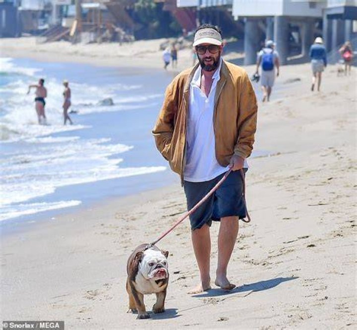 Adam Sandler takes his bulldog Babu on a walk along the beach in Malibu