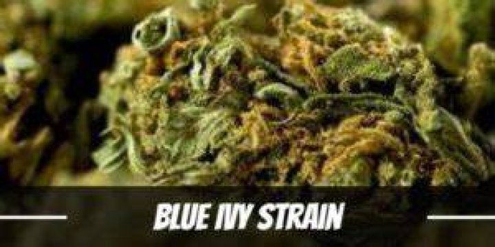 Blue Ivy Strain Review I Love Growing Marijuana