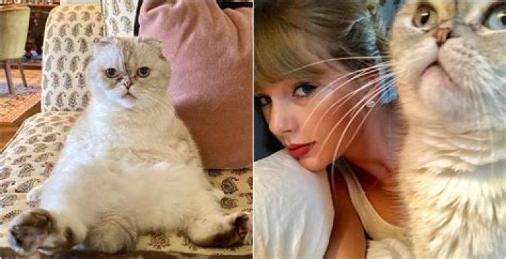 MeOw! from Taylor Swift's 30th Birthday Celebration in NYC E! News